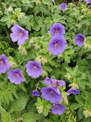 Geranium × oxonianum