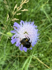 Bombus terrestris