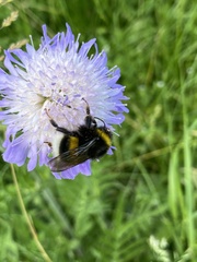Bombus terrestris