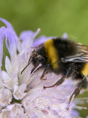 Bombus terrestris