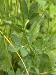 Lotus corniculatus
