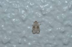 Aemene obscura