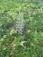 Himantoglossum hircinum