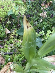 Himantoglossum hircinum