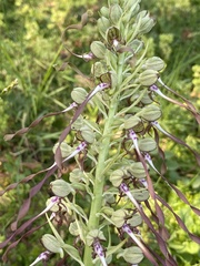 Himantoglossum hircinum