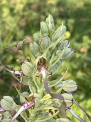 Himantoglossum hircinum