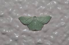 Idiochlora ussuriaria