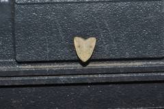 Anachrostis nigripunctalis