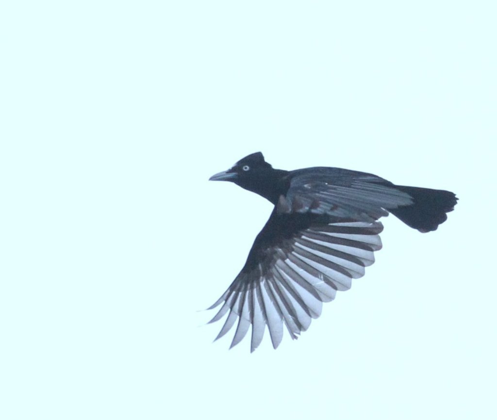 Paragüero Ornado, Cephalopterus ornatus