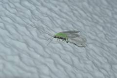 Pseudomallada cognatellus