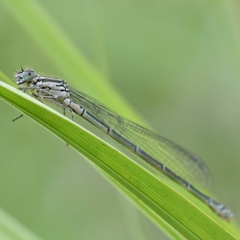 Coenagrion puella