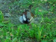 Passer domesticus