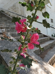 Alcea rosea