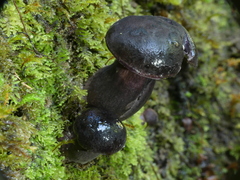 Tylopilus formosus