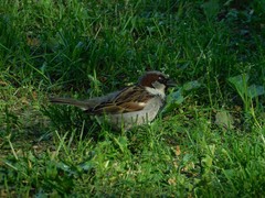 Passer domesticus