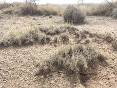 Scleropogon brevifolius