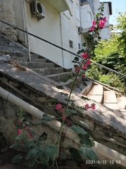 Alcea rosea