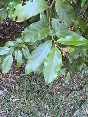 Pennantia cunninghamii