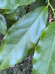 Pennantia cunninghamii