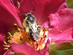 Andrena minutula