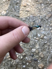 Calopteryx splendens
