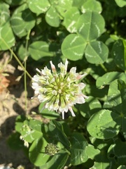Trifolium repens