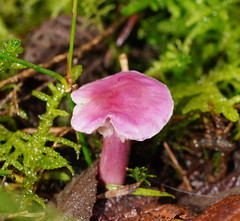 Hygrocybe cheelii
