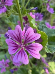 Malva sylvestris