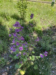 Malva sylvestris