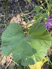 Malva sylvestris