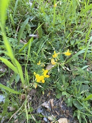 Lotus corniculatus