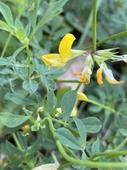 Lotus corniculatus