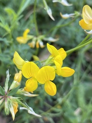 Lotus corniculatus