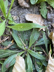 Plantago lanceolata