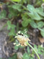 Plantago lanceolata