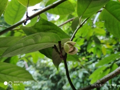 Anaxagorea javanica