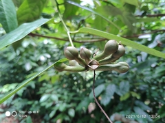 Anaxagorea javanica