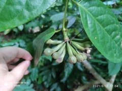 Anaxagorea javanica