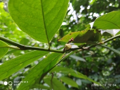 Anaxagorea javanica