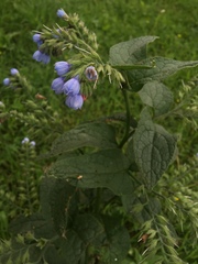 Symphytum caucasicum