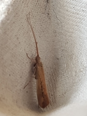 Limnephilus vittatus