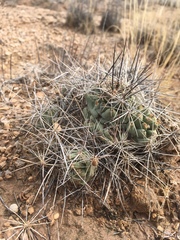 Coryphantha macromeris macromeris