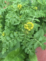 Rorippa sylvestris