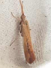 Limnephilus vittatus