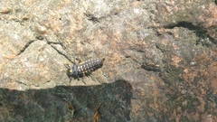 Coccinella septempunctata