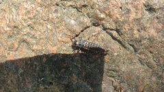 Coccinella septempunctata