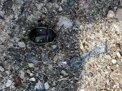 Adomerus biguttatus