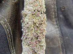 Lecanora wisconsinensis