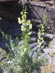 Antirrhinum siculum