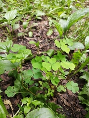 Oxalis stricta